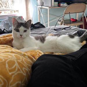 Image of Luna, Lost Cat