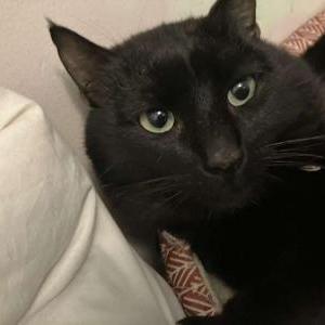 Lost Cat Panther