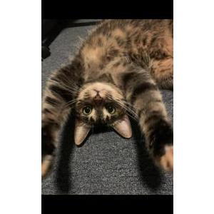 Image of Ziggy, Lost Cat