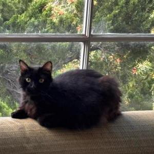 Image of Luther, Lost Cat