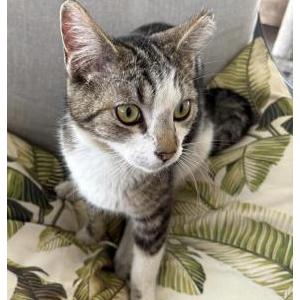 Image of Unknown, Found Cat