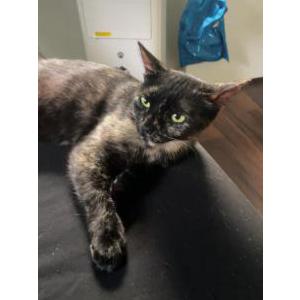 Lost Cat Kayke