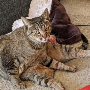 Image of Chuck, Lost Cat