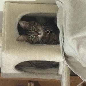 Lost Cat Dusty