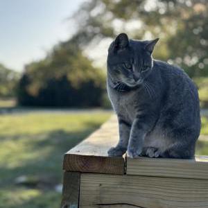 Image of Tilly, Lost Cat