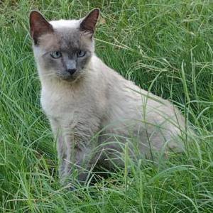 Image of Meeset, Lost Cat