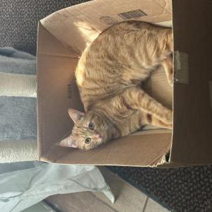 Lost Cat Miel