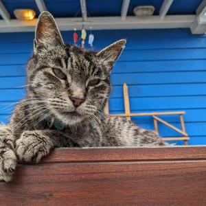 Image of Unknown, Found Cat