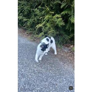 Found Cat Unknown
