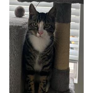 Lost Cat Tarzan