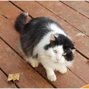 Lost Cat Big Guy