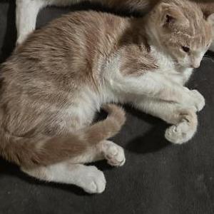 Image of Marlene, Lost Cat
