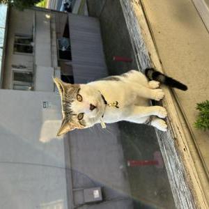 Lost Cat Milo