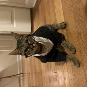 Lost Cat Bollinger