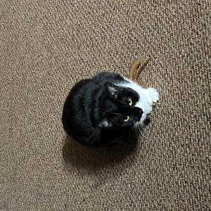 Lost Cat Minnie