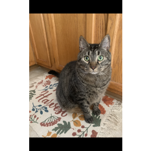 Lost Cat Gelato