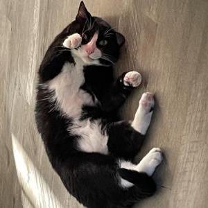 Lost Cat Sneakers(aka Chonka)