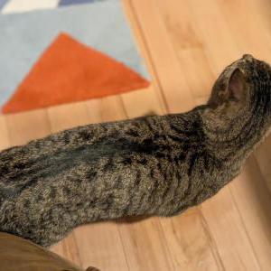 Found Cat unknown