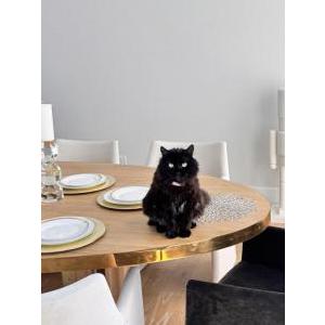 Image of Pizza, Lost Cat