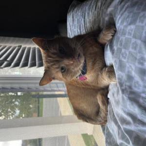 Lost Cat Stanley