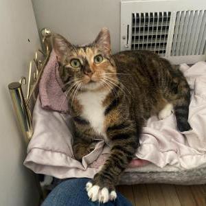 Lost Cat Luna