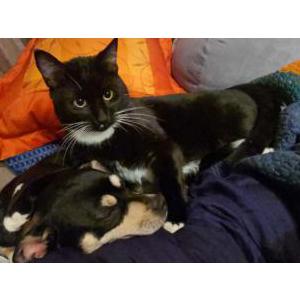Lost Cat Worm