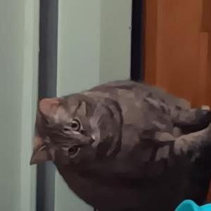 Lost Cat Tippy