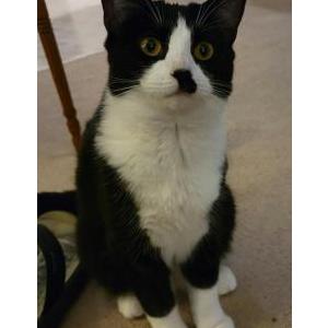 Lost Cat Oreo