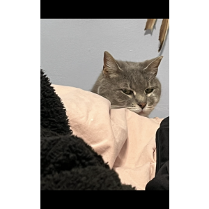 Lost Cat Kitten