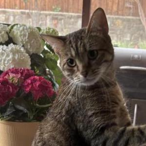Found Cat Unknown