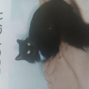 Image of PutPut, Lost Cat