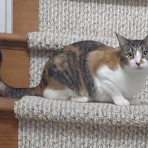 Lost Cat Spice