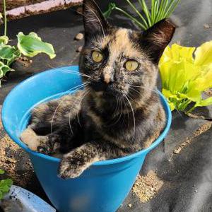 Lost Cat Autumn