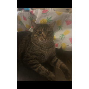 Lost Cat Poseidon