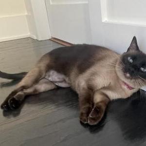 Lost Cat SKYE