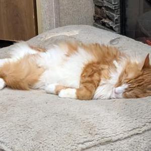 Lost Cat Kodak