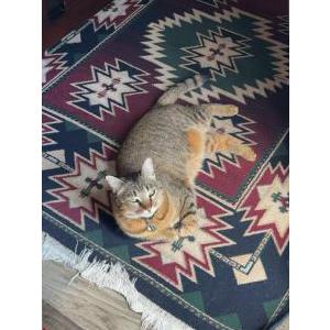 Image of Kira, Lost Cat
