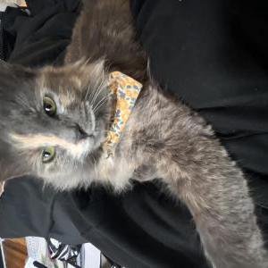 Lost Cat Muffin