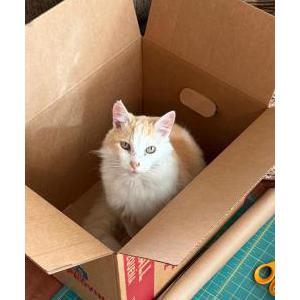 Lost Cat Enzo