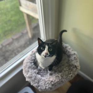 Lost Cat Zora