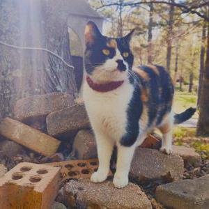 Lost Cat Mango