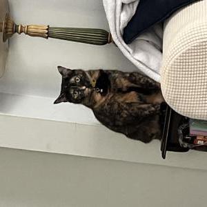 Lost Cat Manchies