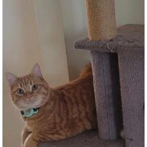 Image of Enzo, Lost Cat