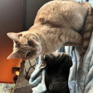 Image of Cody, Lost Cat