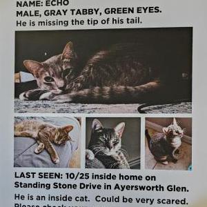 Lost Cat Echo