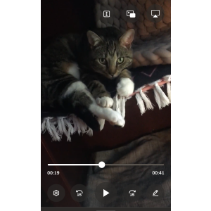 Lost Cat Ponyo