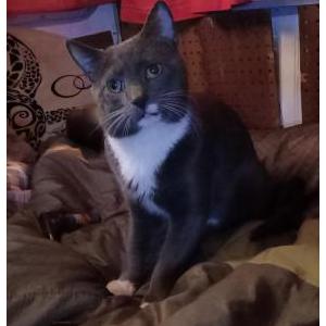 Lost Cat Weenie