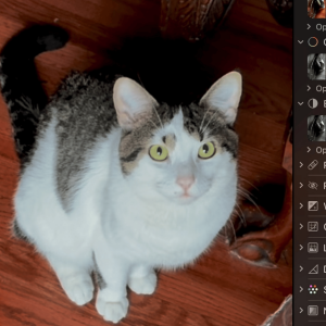 Lost Cat Clyde