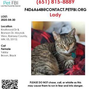Lost Cat Lady