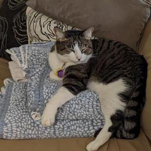 Lost Cat Mozart